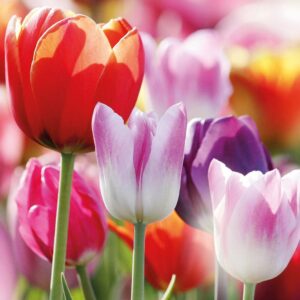 Spring Tulips The Leprosy Mission Easter Cards (pack of 4)