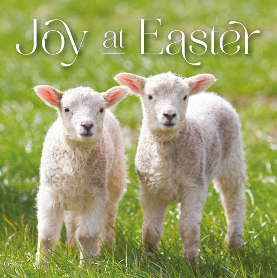 Lambs: Joy At Easter, Pack of 5 Leonard Smith Easter Cards | St Andrews ...