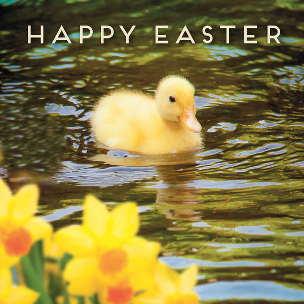 Duckling Easter Card (5) Leonard Smith | St Andrews Bookshop