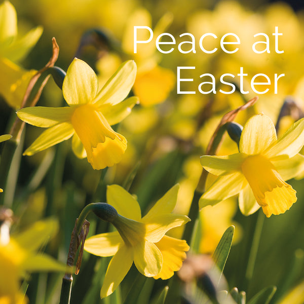 Daffodils/Peace At Easter Cards (5) Leonard Smith