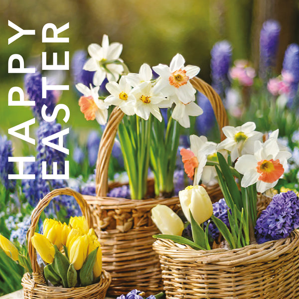 Daffodil Basket Easter Cards (5) Leonard Smith | St Andrews Bookshop