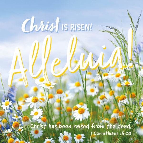 Compassion Charity Easter Cards - Alleluia!/Daisies (pack of 5)
