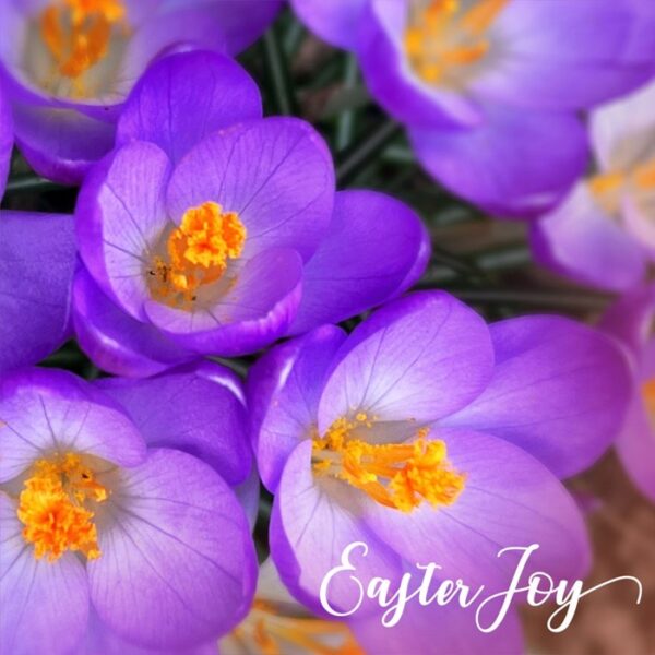 Easter Joy Pack of 5 Easter Cards (Just Cards Direct) | St Andrews Bookshop